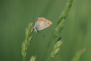 Brown argus butterfly on a plant