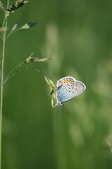Vertical image of a silver studded blue butterfly