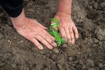 Planting seedlings of tomatoes in the spring in the ground in the garden. Hands of rural woman close-up while working