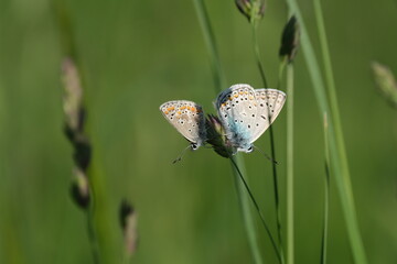 Close up of two butterflies on a plant in nature
