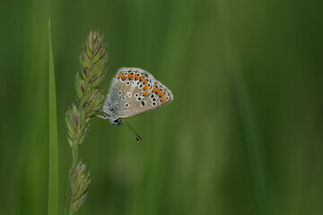 Brown argus butterfly close up on a plant