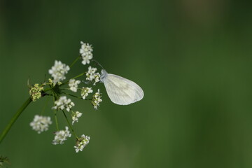 Close up of a wood white butterfly on a wild carrot plant