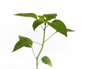 Pepper leaves with water drops after rain, on a white background