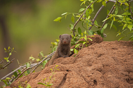 Dwarf Mongoose (Helogale parvula) 13806