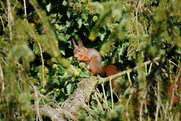 Eichhörnchen im Baum