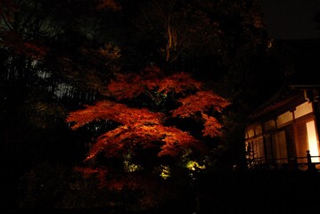 ライトアップされた秋の高台寺の紅葉