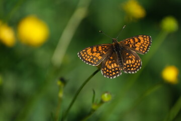 Heath fritillary butterfly resting on a flower