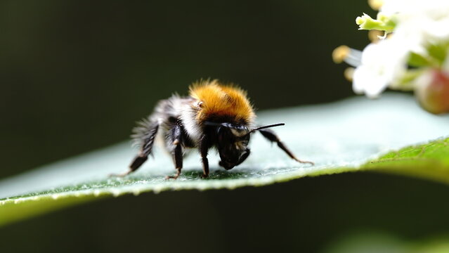 bee on a flower