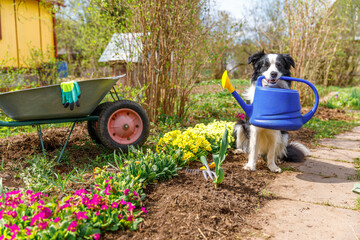 Outdoor portrait of cute dog border collie holding watering can in mouth on garden background....