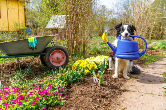 Outdoor portrait of cute dog border collie holding watering can in mouth on garden background. Funny puppy dog as gardener fetching watering can for irrigation. Gardening and agriculture concept