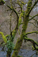 Obraz premium tree covered with moss on the edge of a river in Auvergne