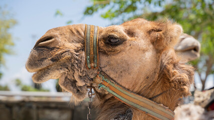 camel's head close-up portrait on a sunny day