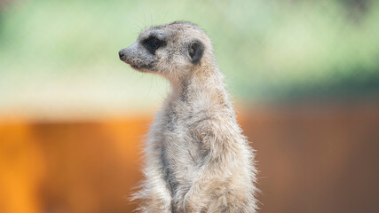 gopher head portrait close-up