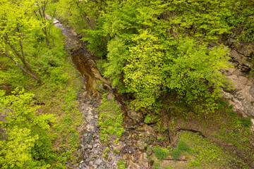 A Creek In The Woods During Spring