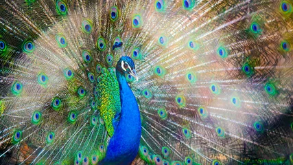 Fototapeten peacock bird close - up in nature © de Art