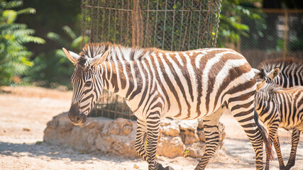 Obraz na płótnie Canvas zebra mom and baby zebra close up in nature