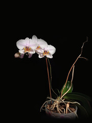 Pink phalaenopsis orchid in a pot on a black background