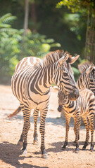 zebra mom and baby zebra close up in nature