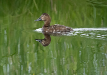 Common pochard (Aythya ferina).