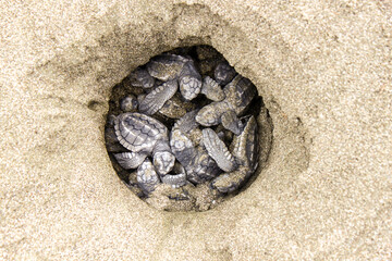 Eclosión de los huevos de tortuga olivácea o tortuga lora (Lepidochelys olivacea) en un nido de una playa del Océano Pacífico en Costa Rica - obrazy, fototapety, plakaty