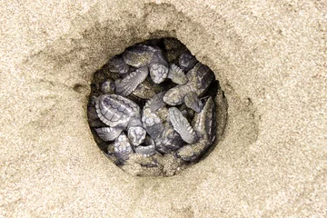 Keuken spatwand met foto Eclosión de los huevos de tortuga olivácea o tortuga lora (Lepidochelys olivacea) en un nido de una playa del Océano Pacífico en Costa Rica © antonio
