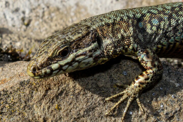 Lagartija roquera (Podarcis muralis) tomando el sol sobre una roca en el Parque Natural de Somiedo