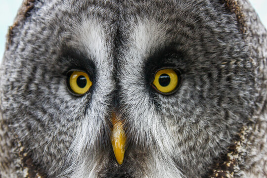 C&aacute;rabo lap&oacute;n (Strix nebulosa)​ recuper&aacute;ndose de sus heridas en un centro de recuperaci&oacute;n de fauna salvaje