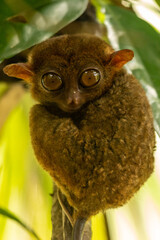 Tarsero fantasma (Tarsius tarsier) colgado de un árbol en la isla de Bohol, Filipinas