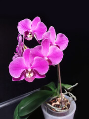 Fototapeta na wymiar Magenta phalaenopsis orchid on a black background