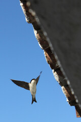 Avión común (Delichon urbicum) llegando al nido para alimentar a su descendencia