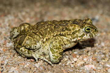 Sapo corredor (Epidalea calamita) en una noche lluviosa en Extremadura