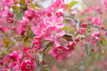 Blooming pink apple tree in the spring garden. Pink flowers on a tree.