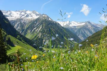 Bergblumenwiese mit Alpen im Hintergrund