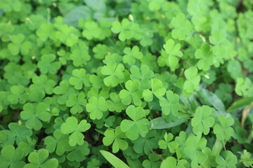green plants background of Oxalis corymbosa design for lucky concept