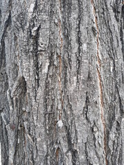 bark of a tree
