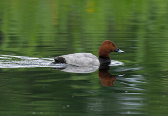 Common pochard (Aythya ferina).