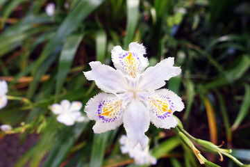 シャガの花