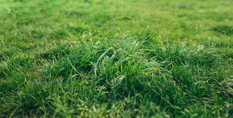Close up of lush uncut green grass in soft light. Spring and nature background concept, Closeup field with blurred summer park