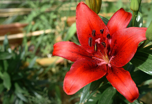 Lys Black Out (jardin du ruisseau de l'&eacute;glise)