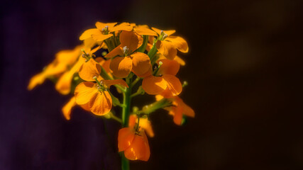 Siberian WallFlower grows in our garden in Windsor in Upstate NY.  Beautiful Orange and Yellow from this perennial plant. 