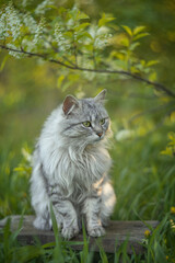 Photo of a beautiful gray cat in a spring garden.