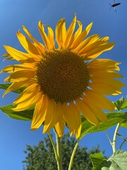 Ukrainian sunflowers, summer - 2021.