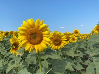 Ukrainian sunflowers, summer - 2021.