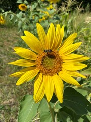 Ukrainian sunflowers, summer - 2021.