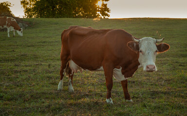 Fototapeta na wymiar Brown Cow grazing on grass in an open field