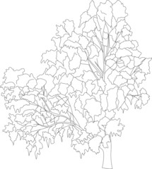 Flat vector tree line art silhouette. 
Big tree cutout illustration. Single object vegetation.