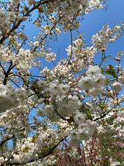 The ancient Japanese tradition of hanami is available to everyone!