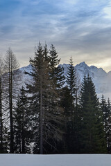 snow covered trees
