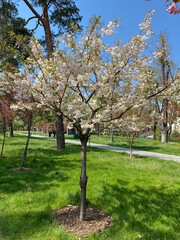 The ancient Japanese tradition of hanami is available to everyone!