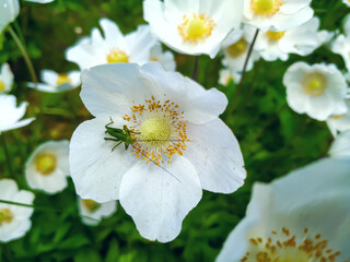 Obraz premium Anemone flowers and grasshopper